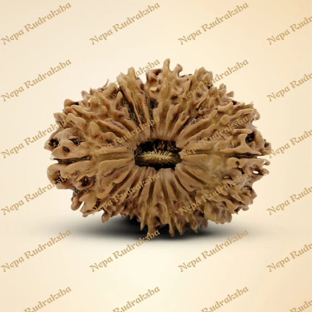 19 Mukhi Rudraksha 33.8mm