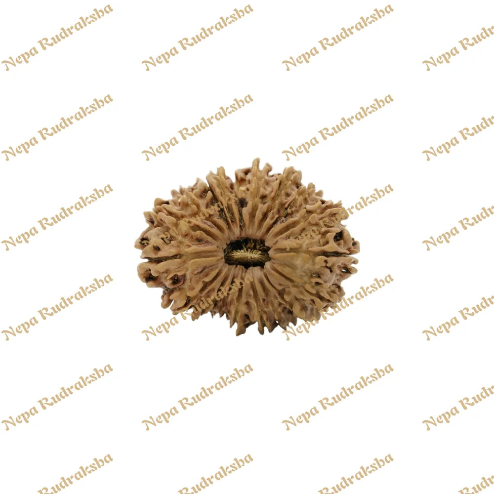19 Mukhi Rudraksha 33.8Mm 2606