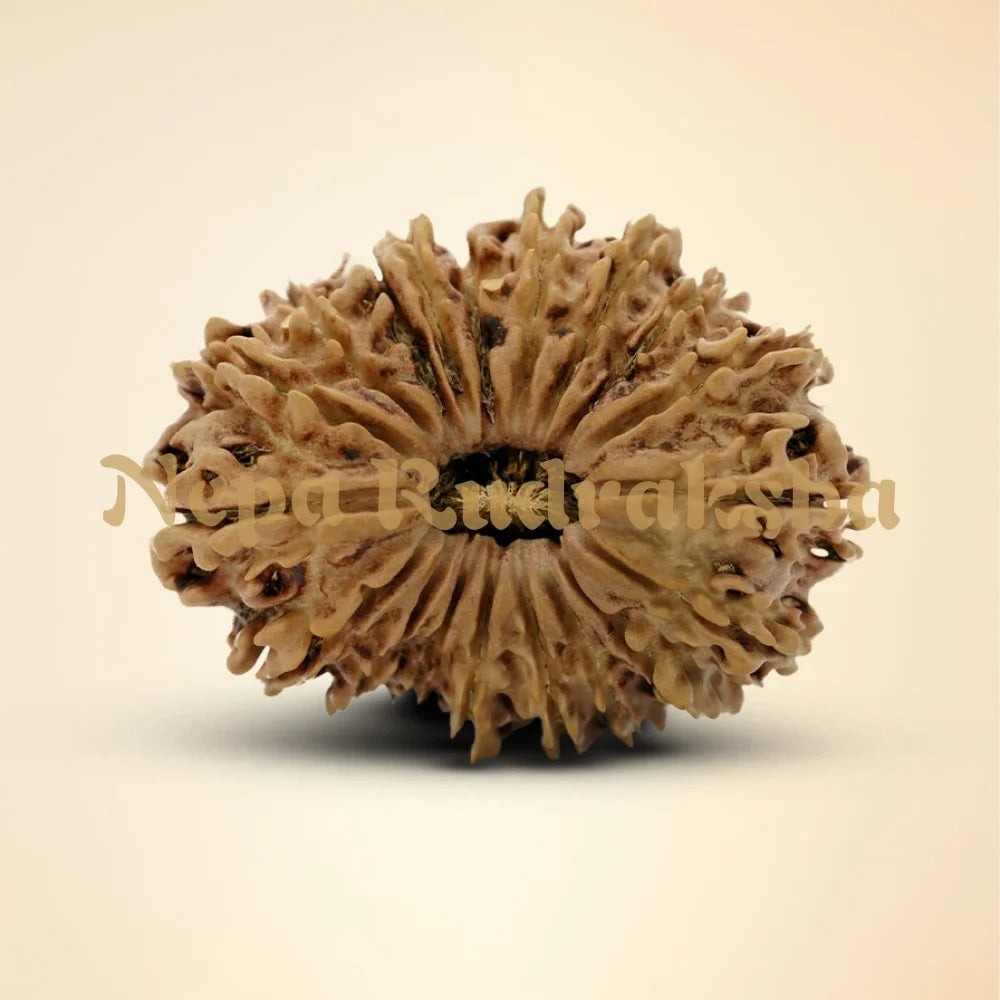 19 Mukhi Rudraksha 33.8mm