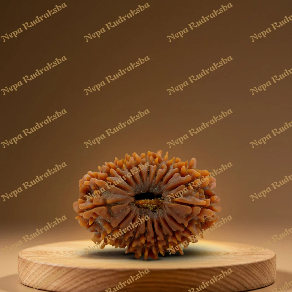 19 Mukhi Rudraksha 34.7mm