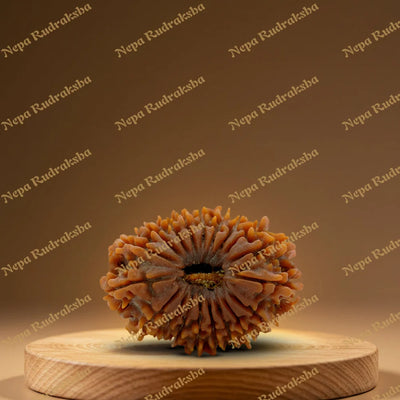 19 Mukhi Rudraksha 34.7mm