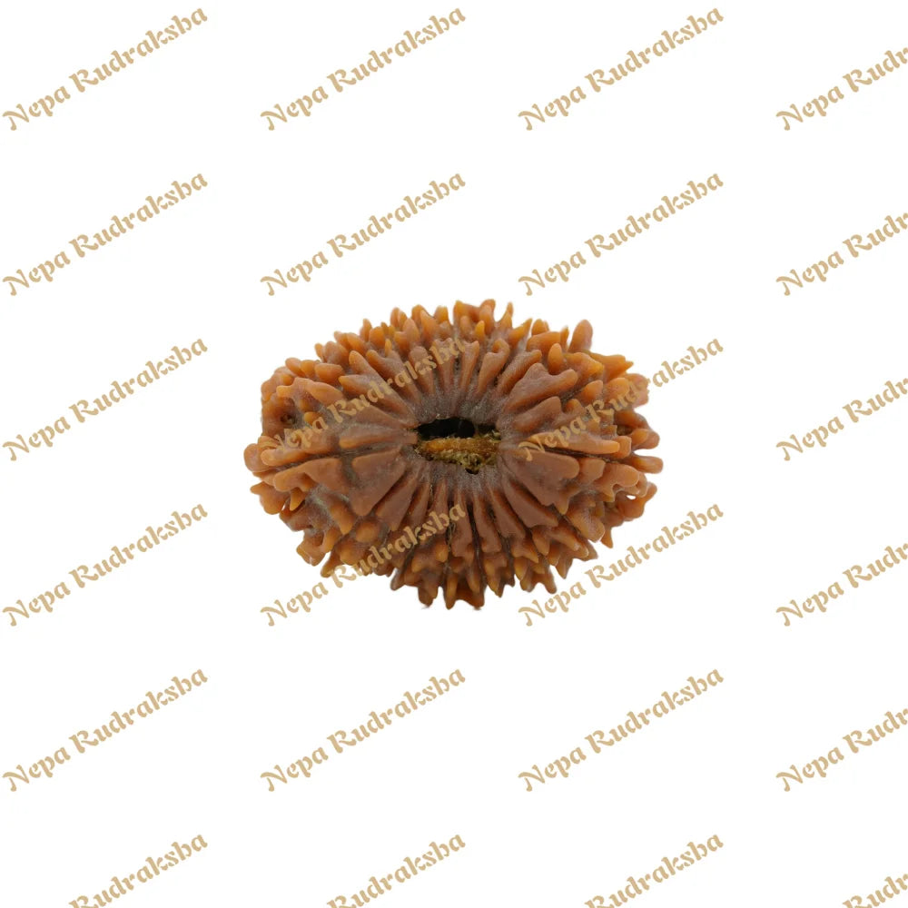 19 Mukhi Rudraksha 34.7mm