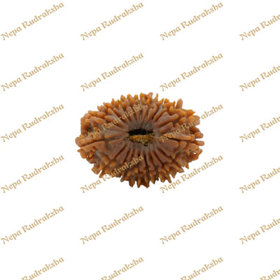 19 Mukhi Rudraksha 34.7mm