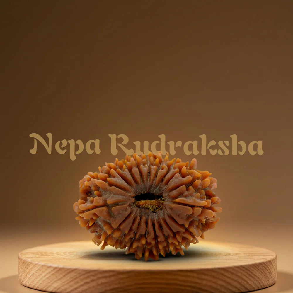 19 Mukhi Rudraksha 34.7mm