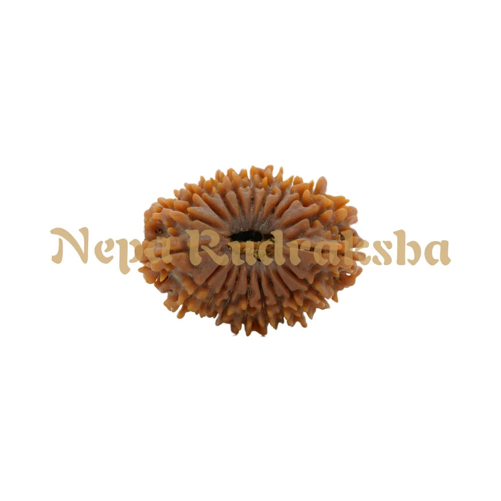 19 Mukhi Rudraksha 34.7Mm 4550