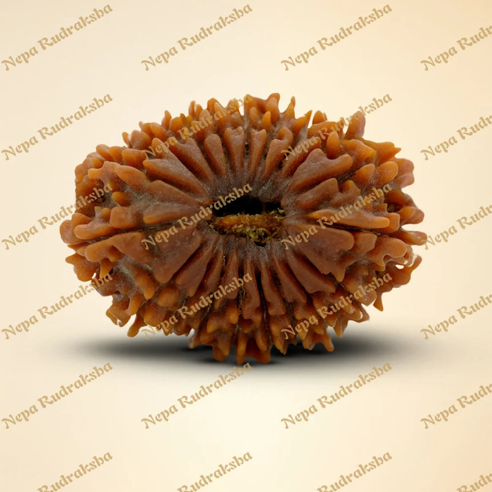 19 Mukhi Rudraksha 34.7mm 4550