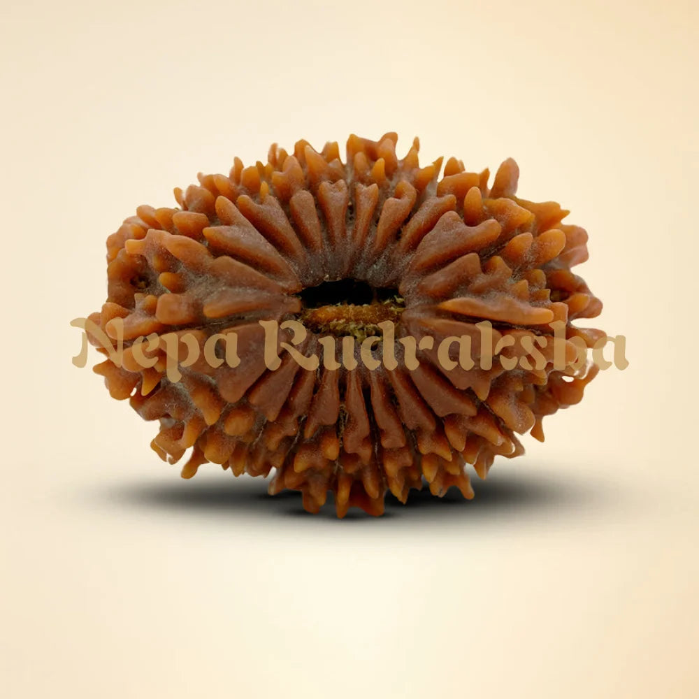 19 Mukhi Rudraksha 34.7mm