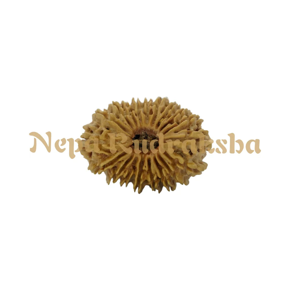 19 Mukhi Rudraksha 34mm