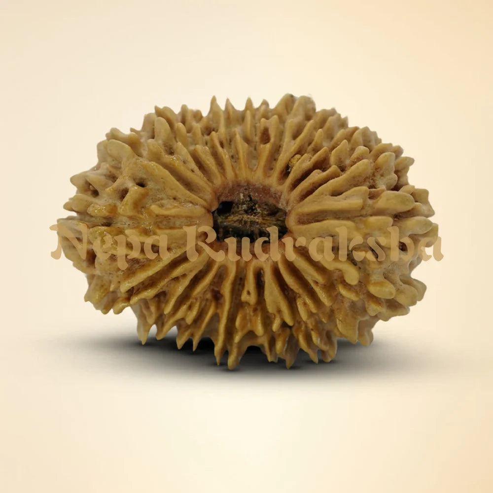 19 Mukhi Rudraksha 34mm
