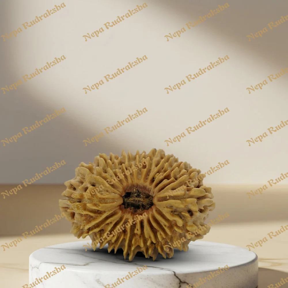 19 Mukhi Rudraksha 34mm