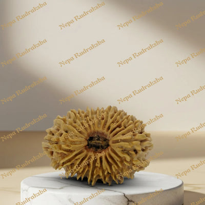 19 Mukhi Rudraksha 34mm