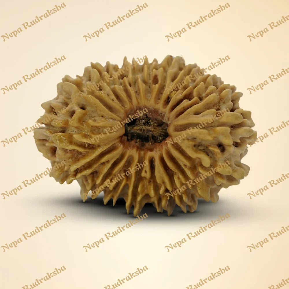 19 Mukhi Rudraksha 34mm