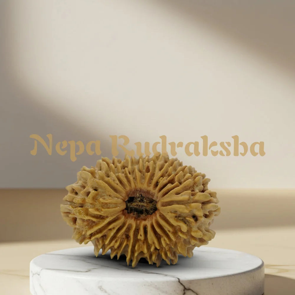 19 Mukhi Rudraksha 34mm 6926