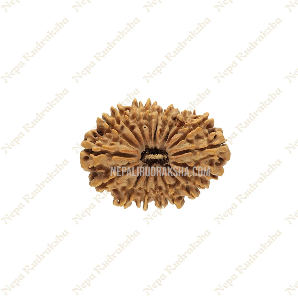 19 Mukhi Rudraksha