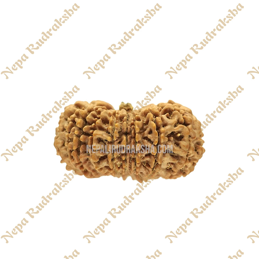 19 Mukhi Rudraksha