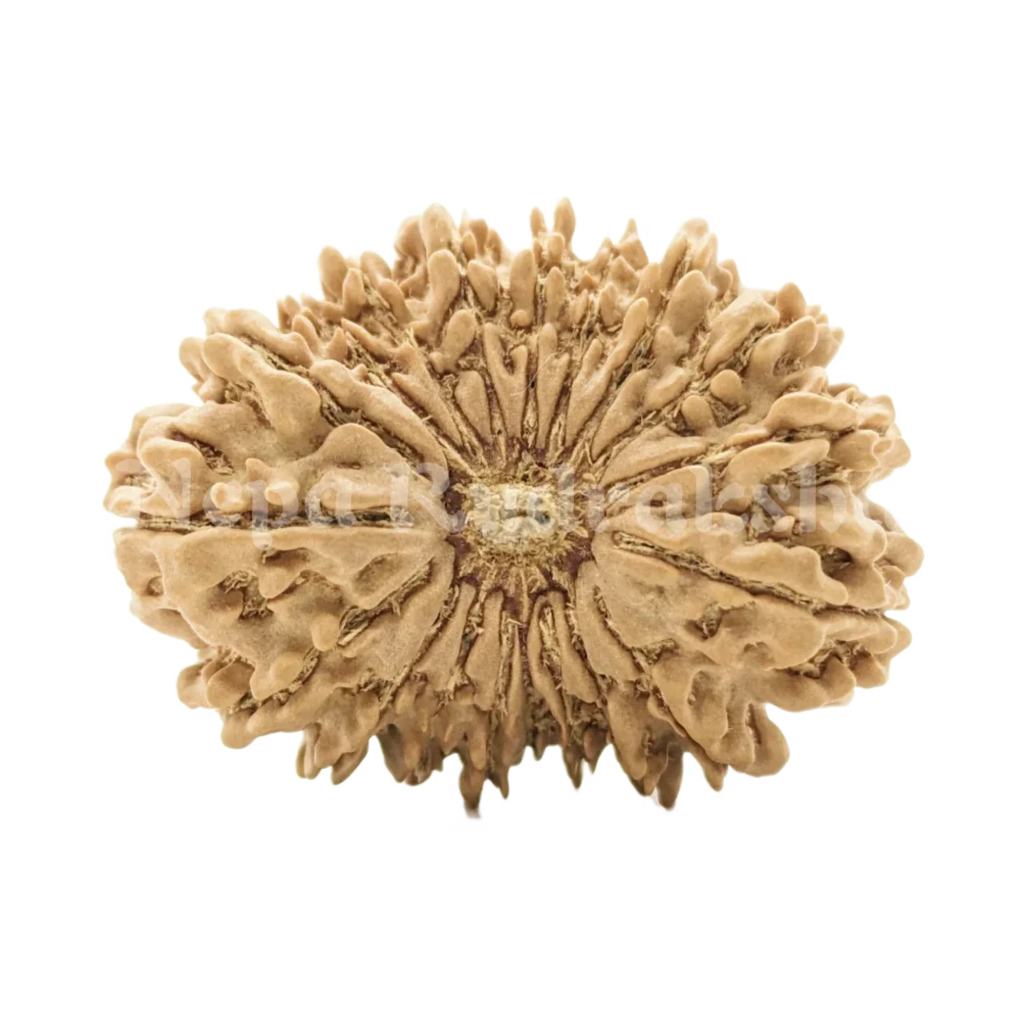 19 Mukhi Rudraksha