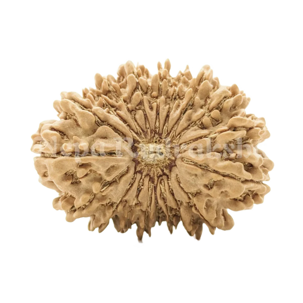 19 Mukhi Rudraksha