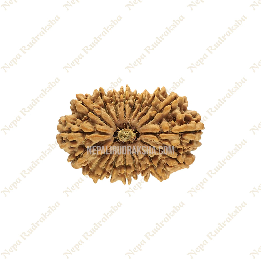 19 Mukhi Rudraksha