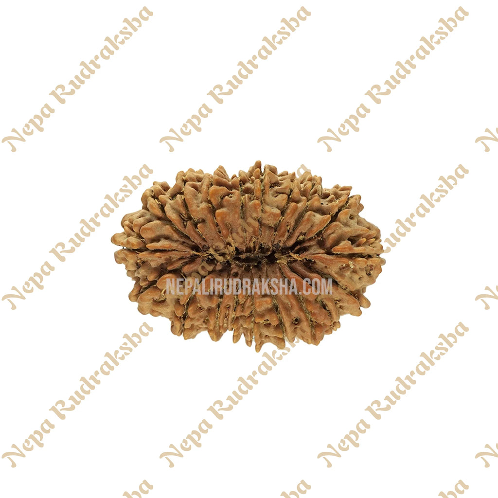 19 Mukhi Rudraksha