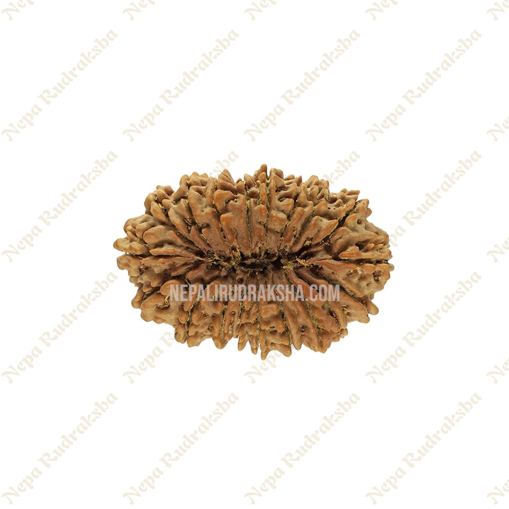 19 Mukhi Rudraksha