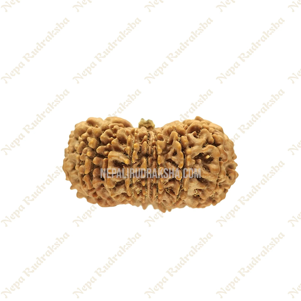 19 Mukhi Rudraksha