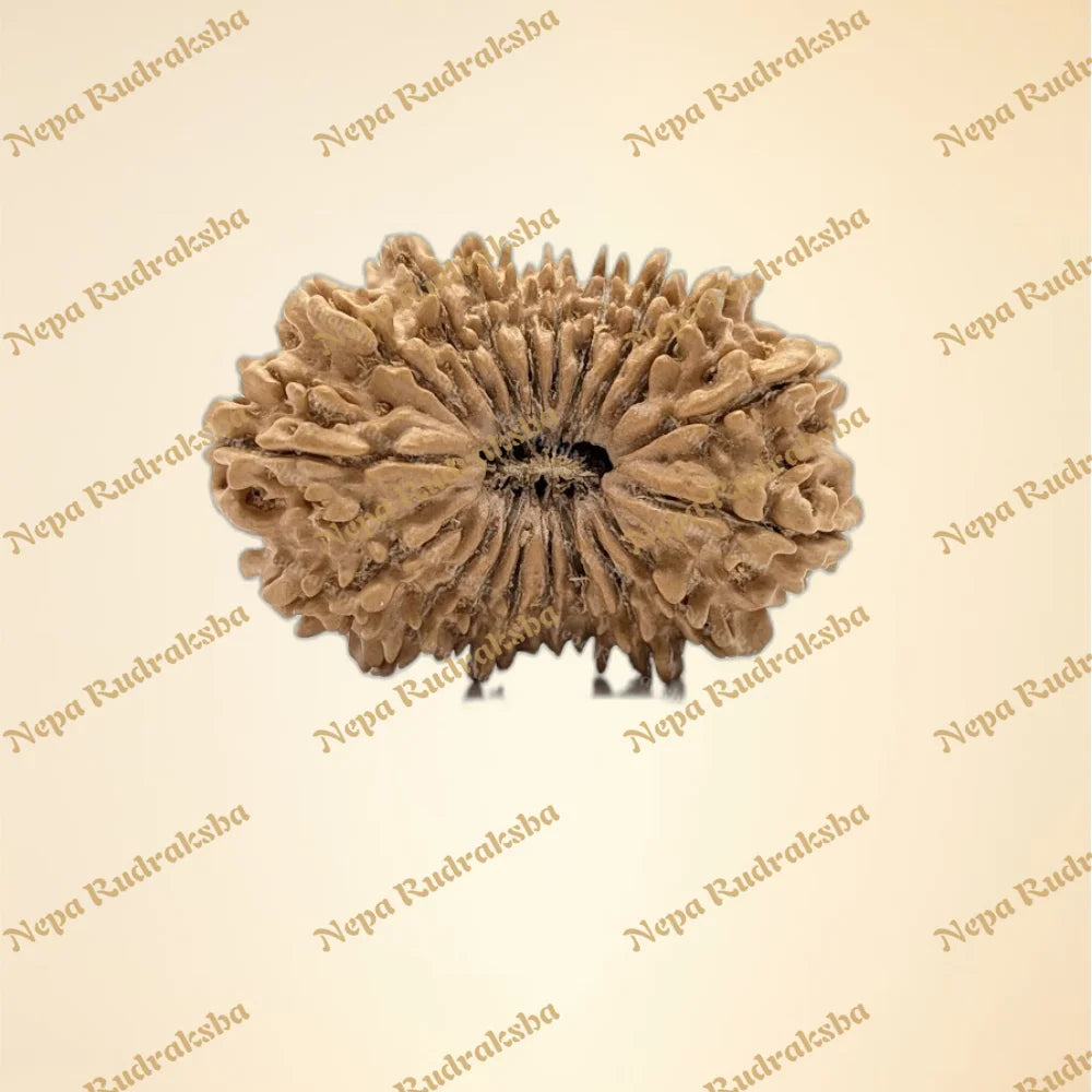 19 Mukhi (Super Collector - 11071)