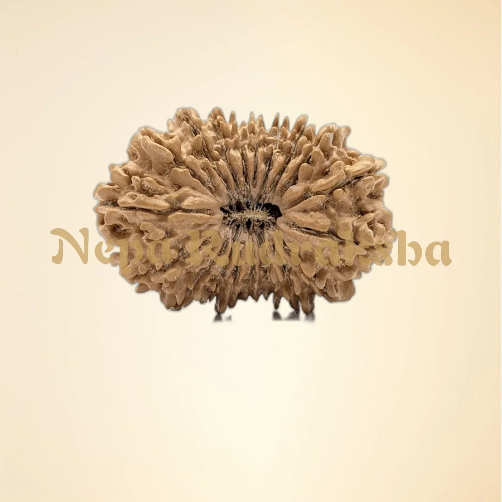 19 Mukhi (Super Collector - 11071)