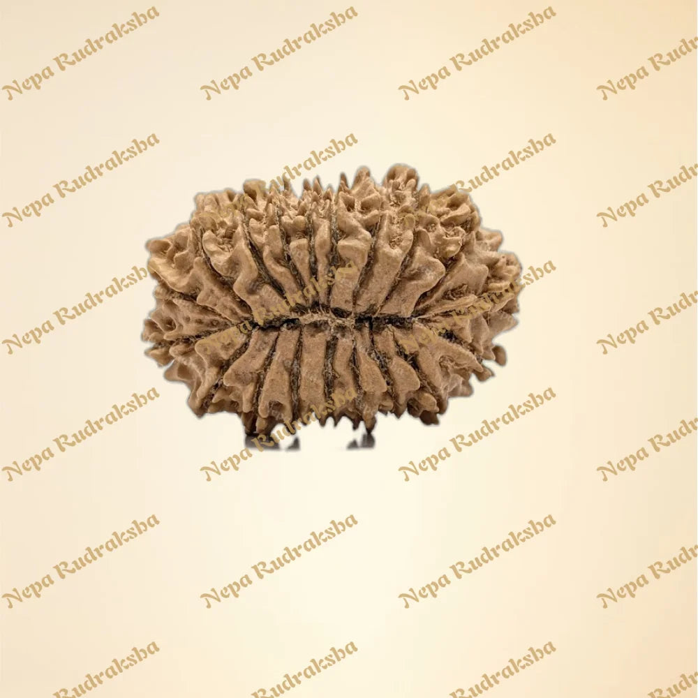 19 Mukhi (Super Collector - 11071)