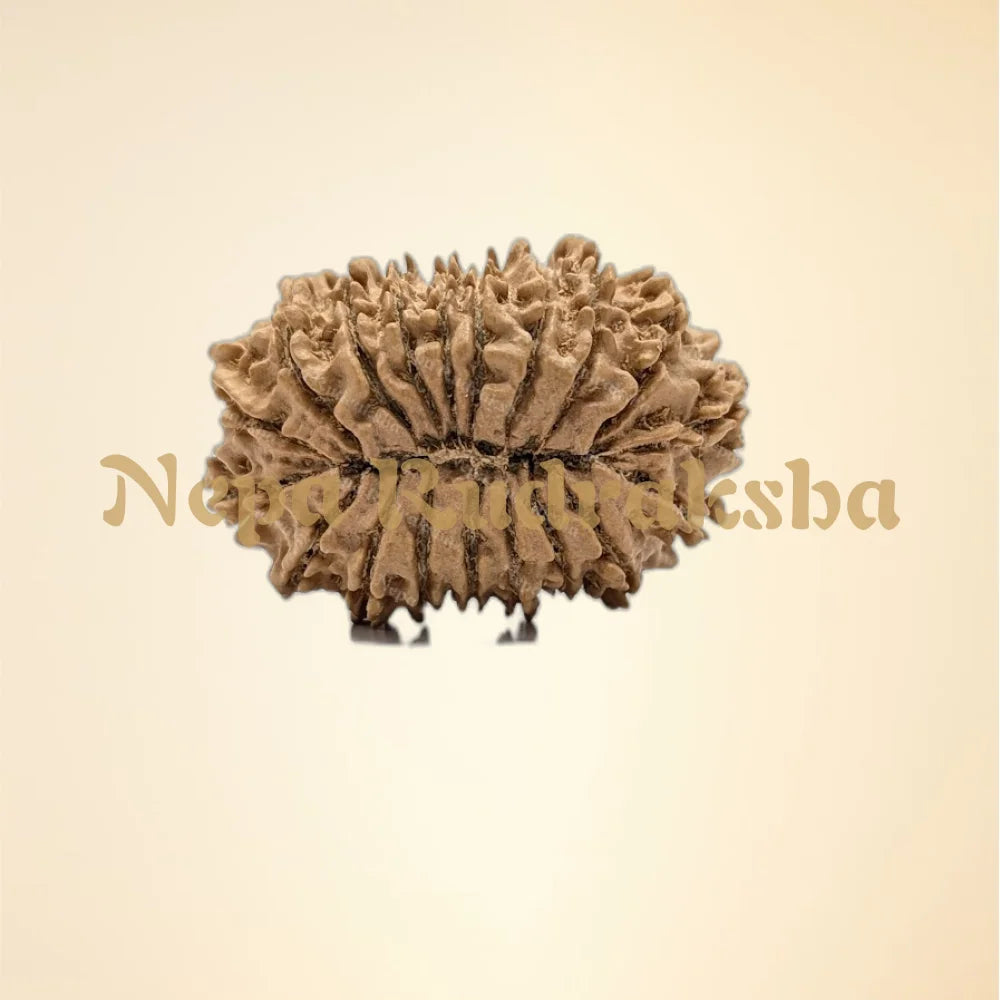 19 Mukhi (Super Collector - 11071)