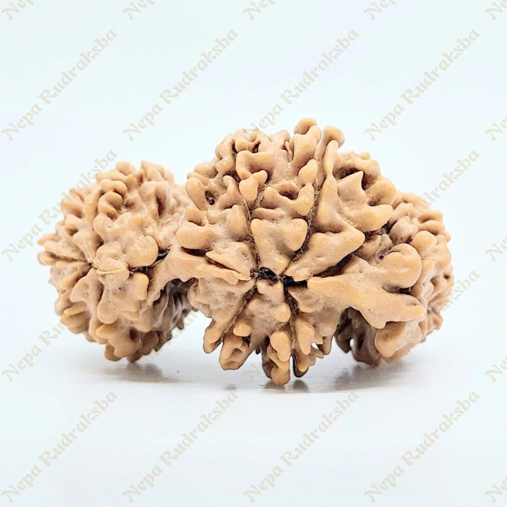 19 Mukhi Trijuti Rudraksha 36Mm 2682