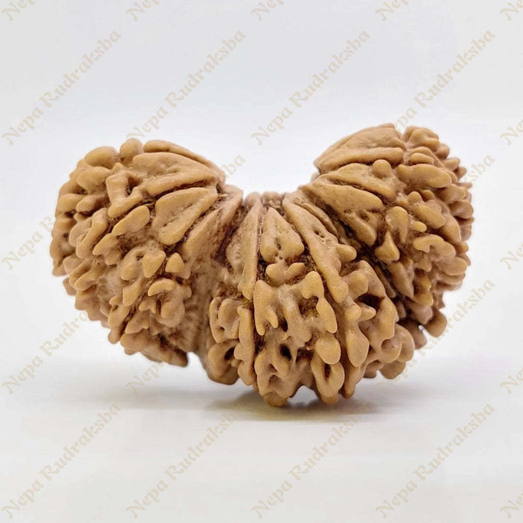 19 Mukhi Trijuti Rudraksha 36Mm 2682