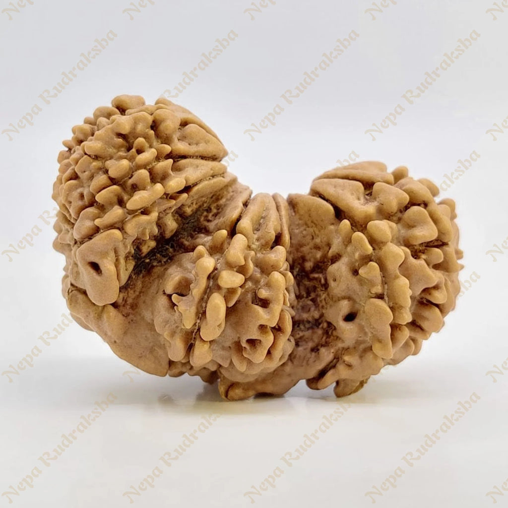 19 Mukhi Trijuti Rudraksha 36Mm 2682