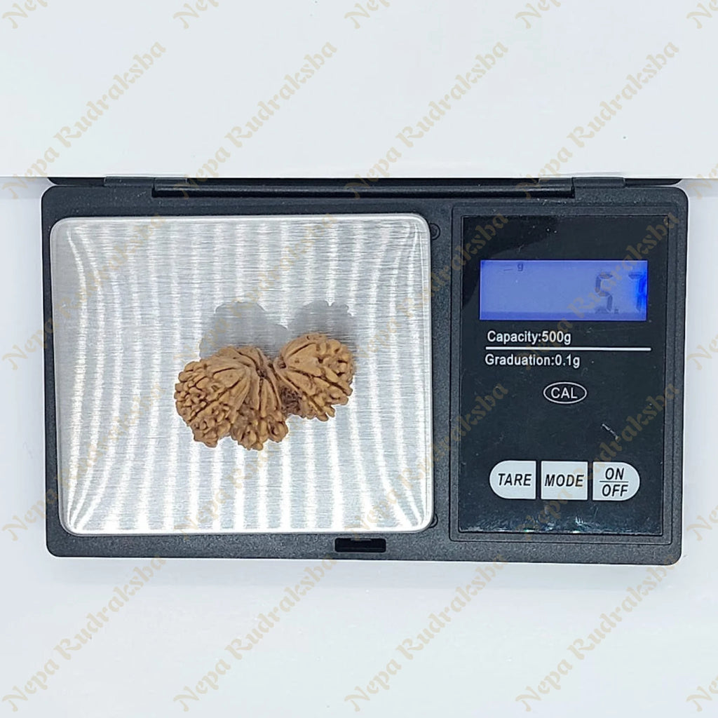 19 Mukhi Trijuti Rudraksha 36Mm 2682