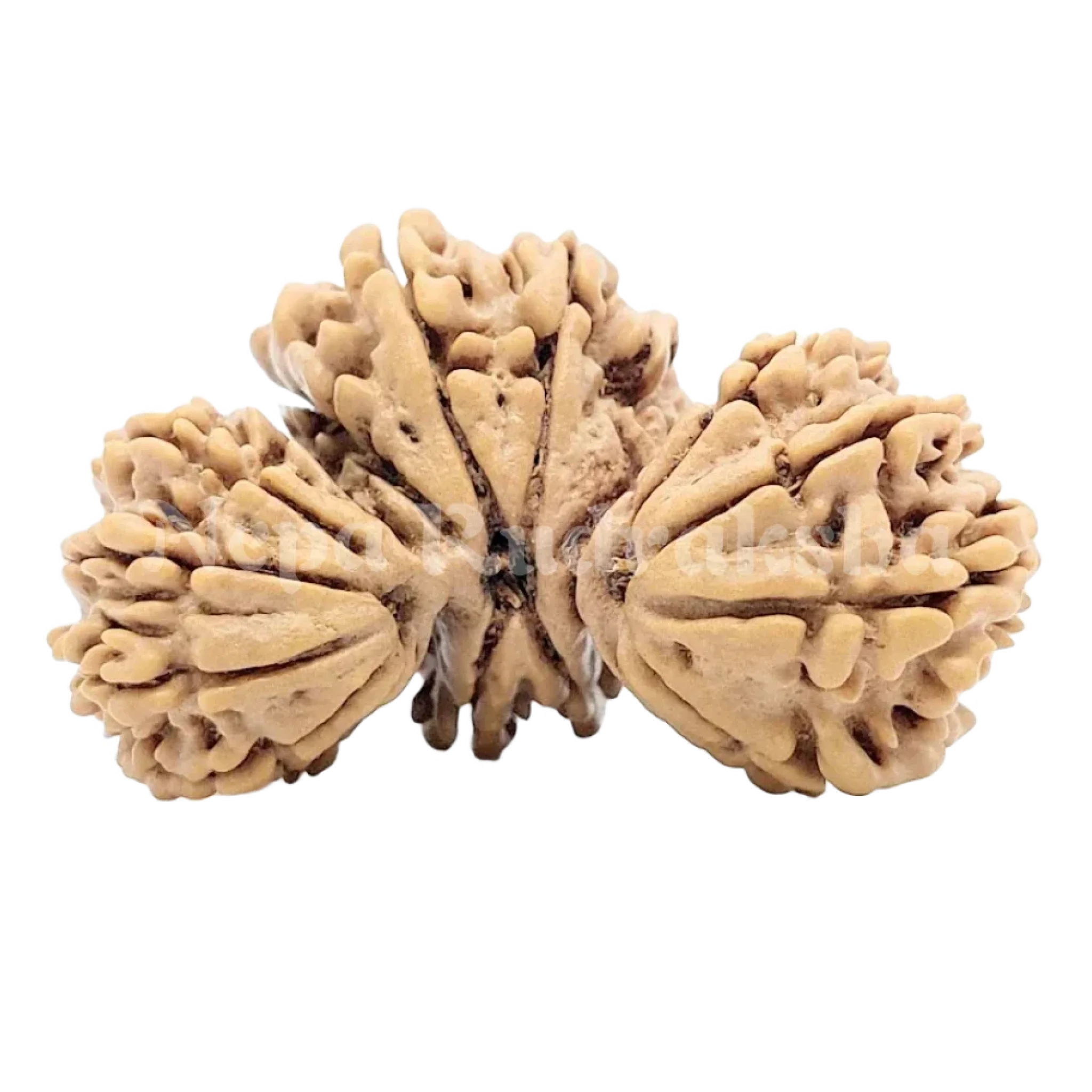 19 Mukhi Trijuti Rudraksha 36mm