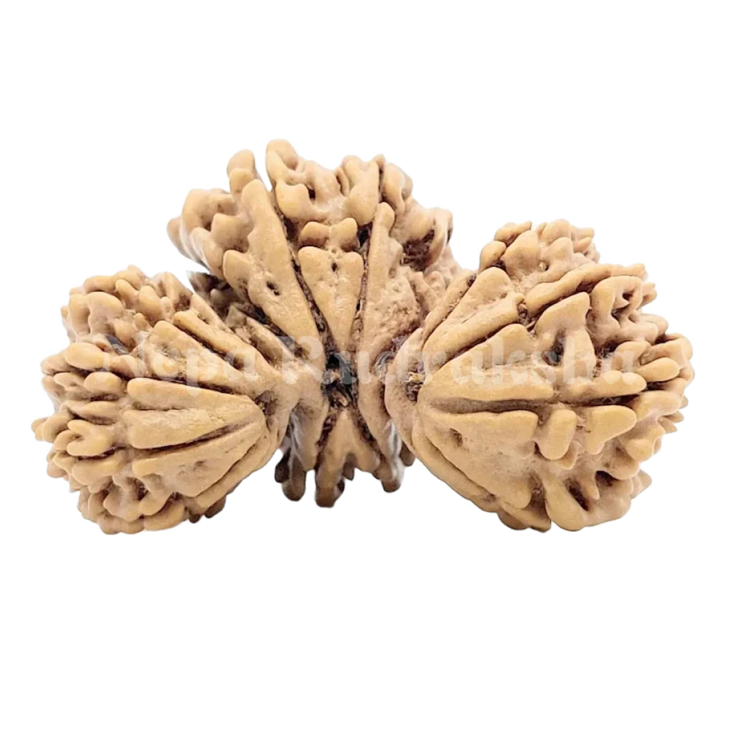 19 Mukhi Trijuti Rudraksha 36Mm 2682