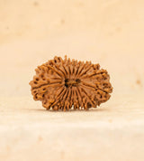 19 Mukhi