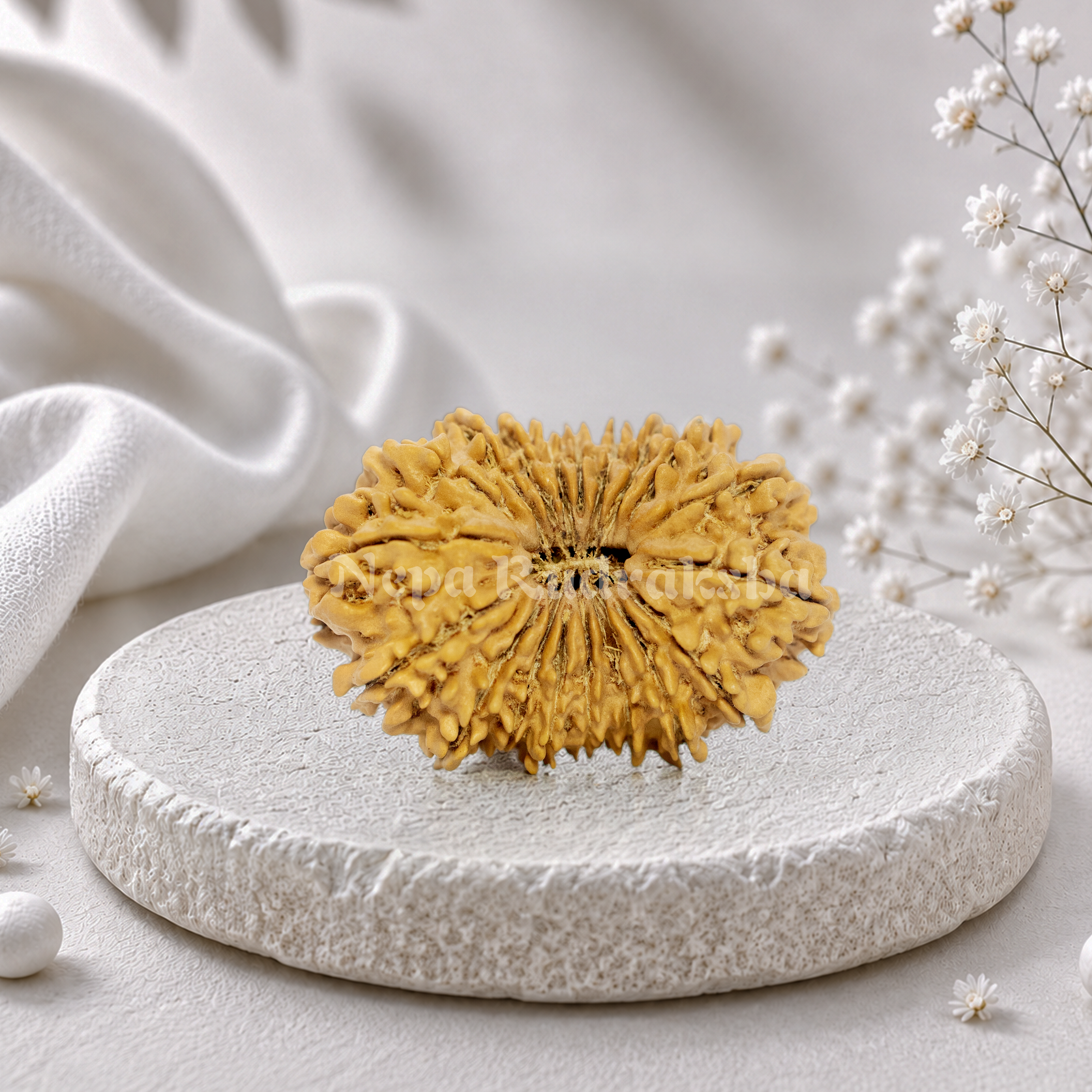 19 Mukhi (Collector) Rudraksha