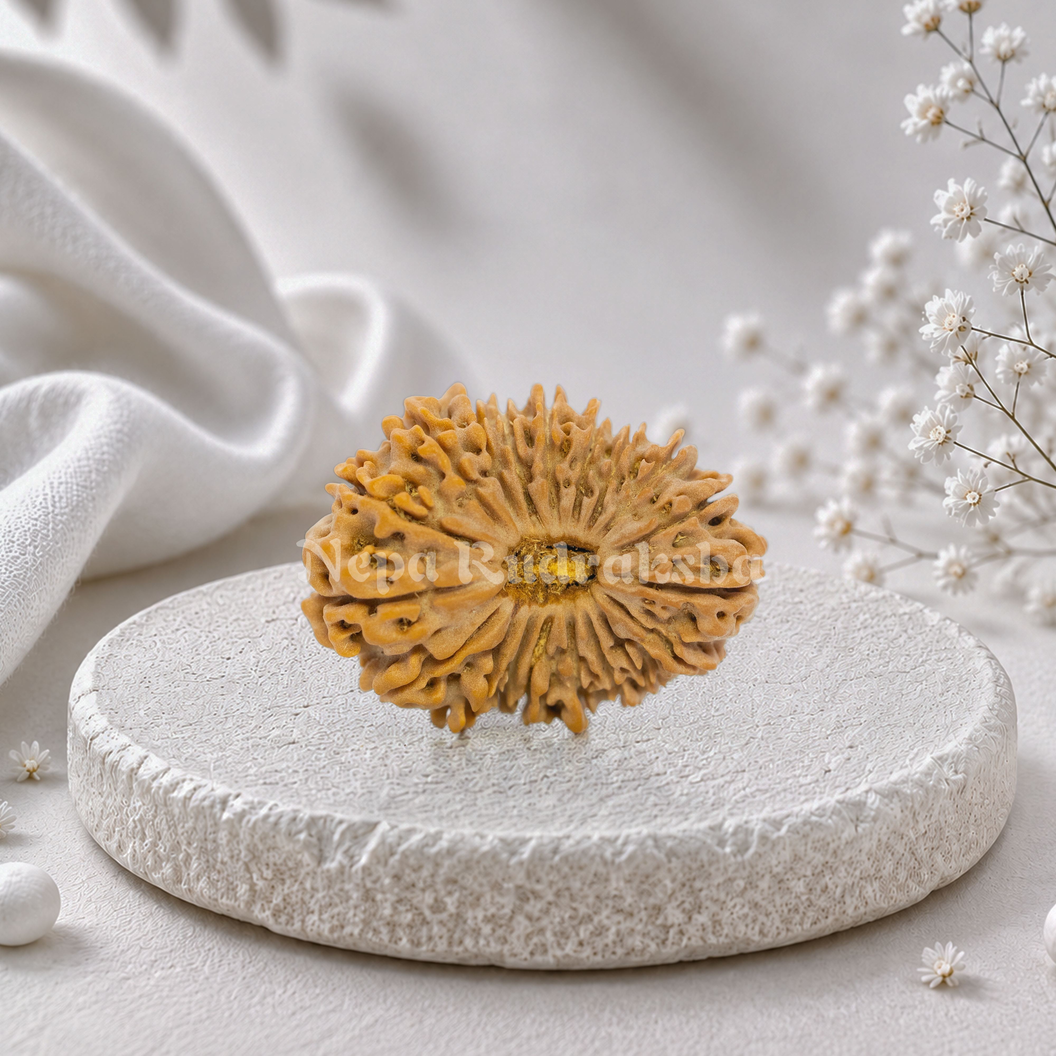 19 Mukhi (Medium) Rudraksha