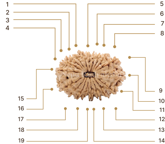 Rudraksha Image