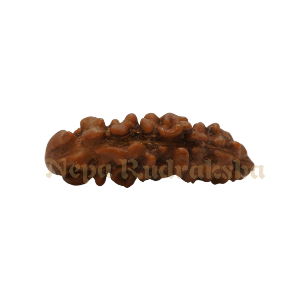 1 Mukhi Moon-Shape (Nepal)