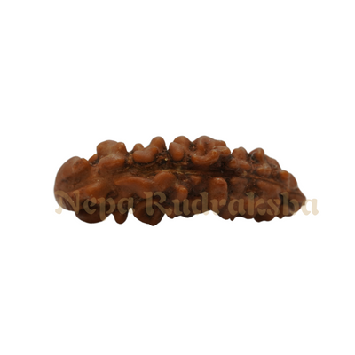 1 Mukhi Moon-Shape (Nepal)