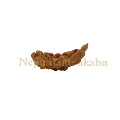 1 Mukhi Moon-Shape (Nepal)