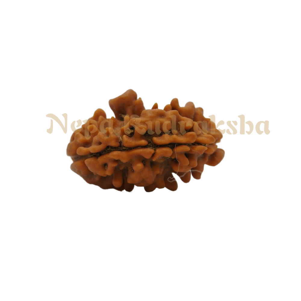 1 Mukhi Moon-Shape (Nepal)