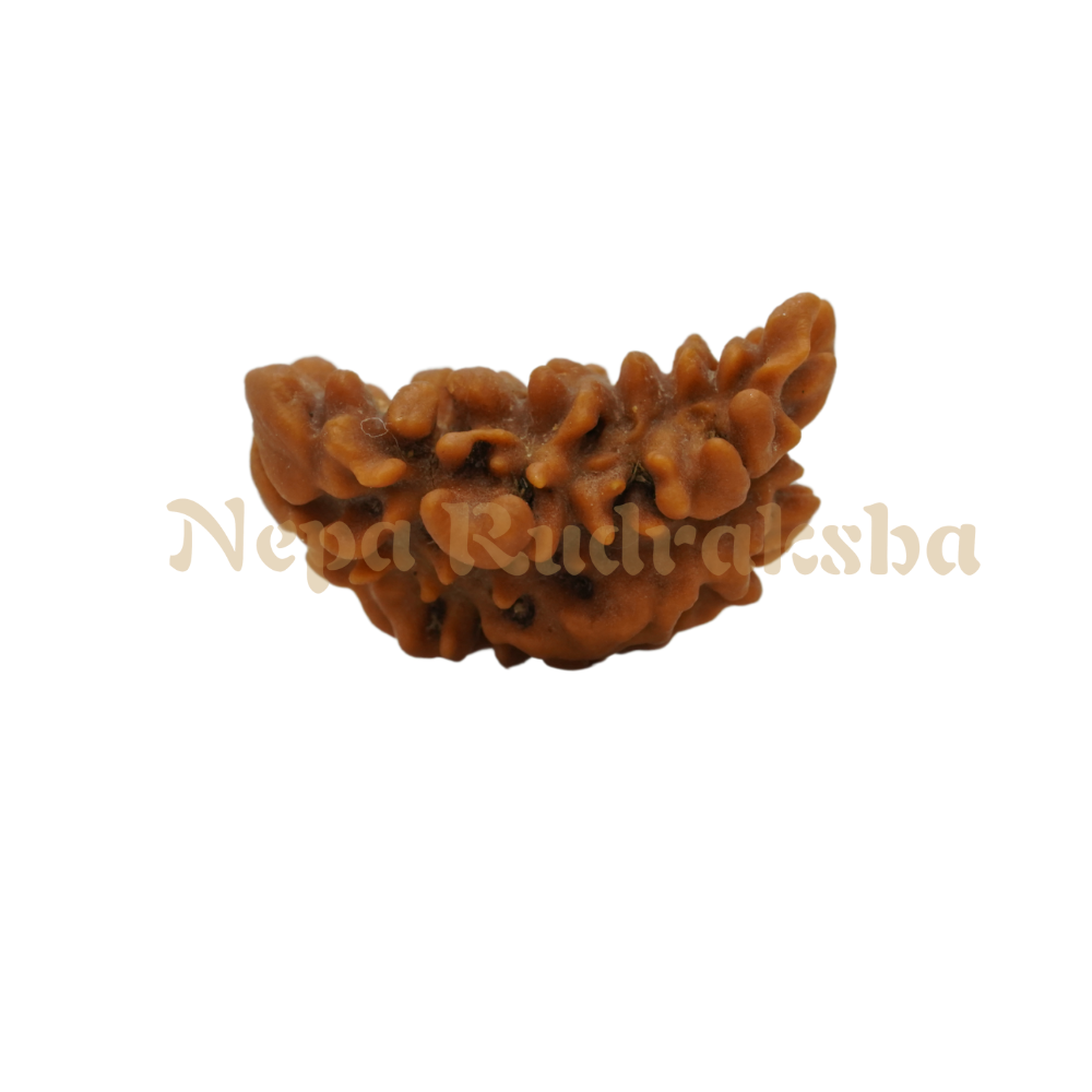 1 Mukhi Moon-Shape (Nepal)