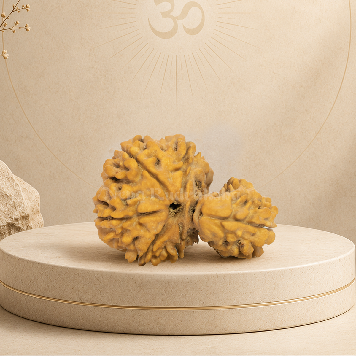 1 Mukhi Savar