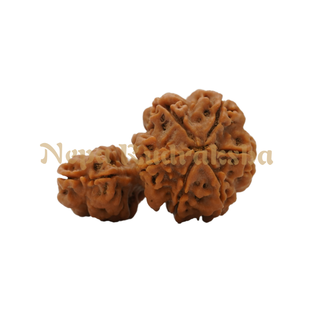 1 Mukhi Savar