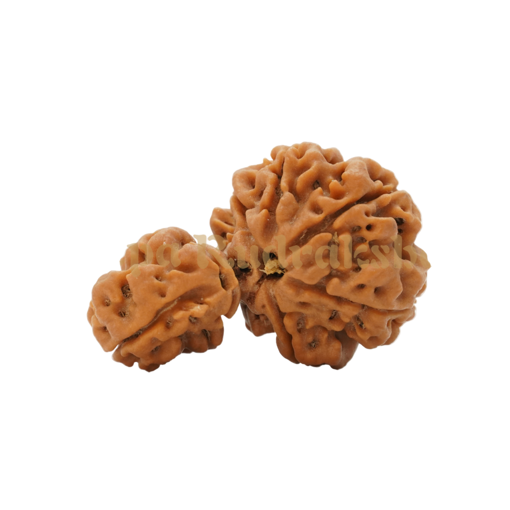 1 Mukhi Savar