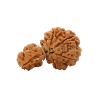 1 Mukhi Savar