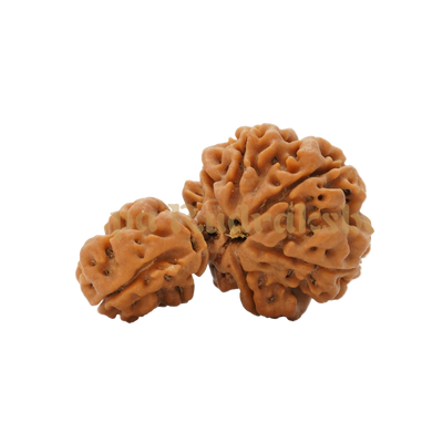 1 Mukhi Savar