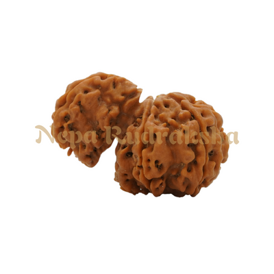 1 Mukhi Savar